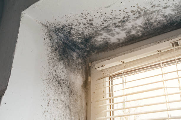 Affordable Mold Cleanup solutions in Gaithersburg, MD